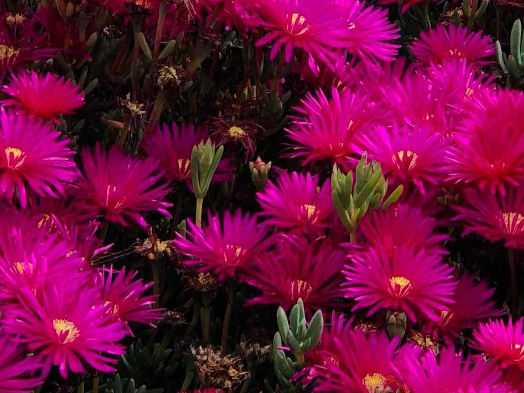 Test iOS